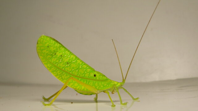 Bright green insect with elongated wings crawls across a white surface in a well-lit environment - Powered by Adobe