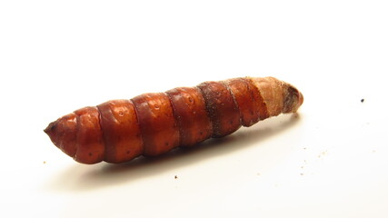 Unique tropical insect larva discovered on a white background during a nature exploration adventure in the rainforest