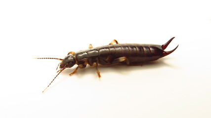 Close-up of a European earwig showcasing its distinctive pincers and body structure on a light background
