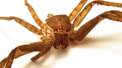 Close view of a spider displaying detailed features and unique textures on a white background