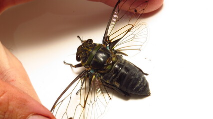 Obraz premium Large cicada being carefully held with fingers against a plain background in a close-up view highlighting its intricate features