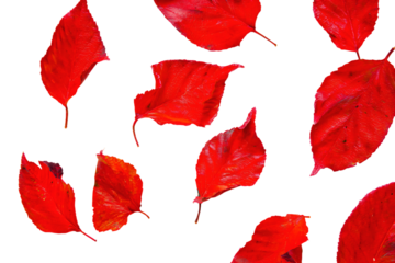 a group of red leaves on a white surface