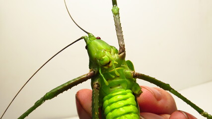 Unique bright green insect being held by a person in a close-up setting showcasing its intricate...