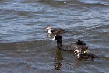 Eurasian coot (common coot, Australian coot, Lat. Fulica atra) of Rallidae family swimming with its chicks. Parent and juvenile aquatic birds. Black red-eyed adult waterbird and two youngs