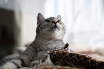 見つめる可愛い猫　サバトラ猫	