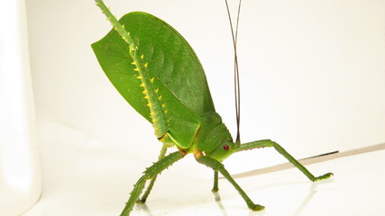 Close-up view of a vibrant green grasshopper perched on a white surface showcasing intricate details and poses dramatically