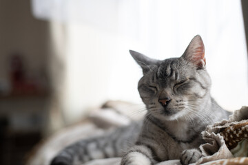 見つめる可愛い猫　サバトラ猫	
