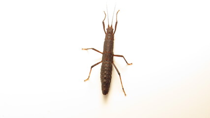 Brown insect with long antennae and slender body on white background during daylight hours