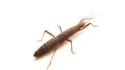 Detailed study of a dark insect featuring long antennae and segmented body on a white background