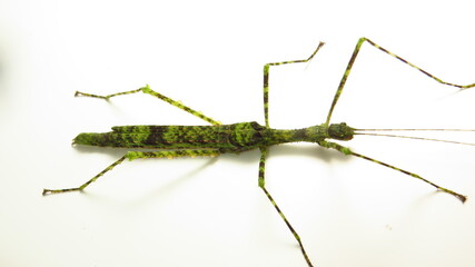Unique green stick insect perched on a white surface showcasing its intricate patterns and elongated body