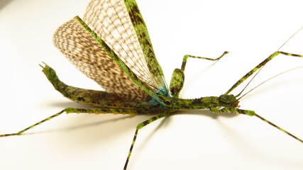 Unique green insect with delicate wings rests on a smooth surface in bright light, showcasing its intricate details and camouflage