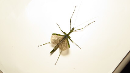 Unique stick insect displaying camouflage on a white background in a research setting