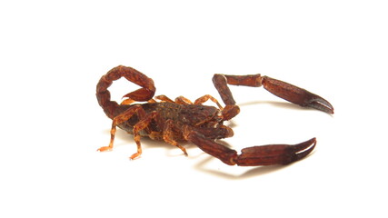 Desert scorpion displaying its impressive pincers and curved tail in a natural setting during...