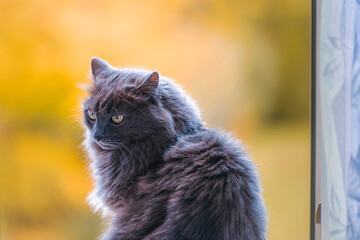 Furry grey cat looking back with green eyes