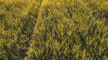 Organic crop field with young green seedlings