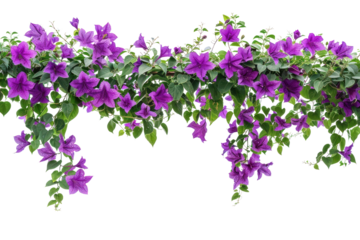PNG Bunch of purple flower flowers plant vine.