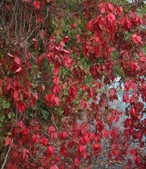 Red leaves and dark blue berries of a creeper plant five-leaved ivy (Parthenocissus quinquefolia), covering a metal fence.
