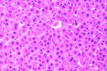 Liver lobule. Central vein