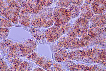 Hepatocyte. Peroxisomes
