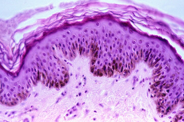 Human skin. Melanin