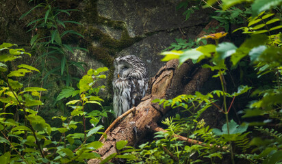 Ural owl, strix uralensis standing, sleeping on tree branch during daytime. Czech wildlife nature background