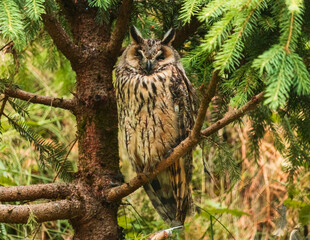 Long eared owl, asio otus standing, sleeping on tree branch during daytime. Czech wildlife nature...