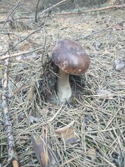 White mushroom (Boletus edulis) growing in a pine forest. Autumn. To create naturalistic scenes of forest life