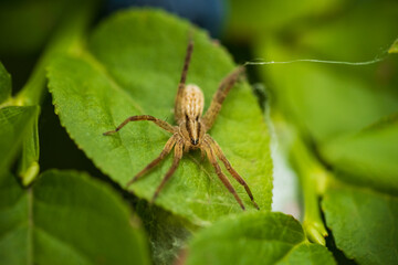Nursery web spider, pisaura mirabilis sitting on green leaf. Czech animal background