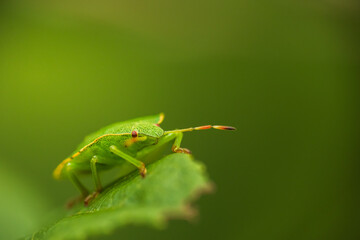 Green shield bug, palomena viridissima on green blueberry leaf. Macro insect, animal background