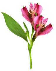 'alstroemeria flower isolated on transparent background'