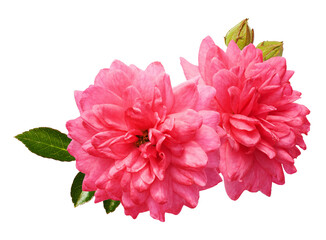 'pink rose flowers on transparent background'