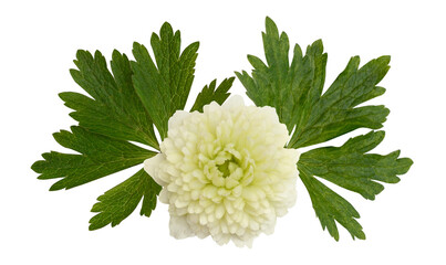 white ranunculus flower with green leaves on transparent background.