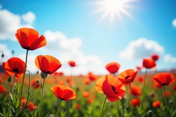 Obraz premium Vibrant red poppies bathed in sunlight, a field of intense color against a bright blue sky Perfect for summer, warmth, and nature themes , flower, sun