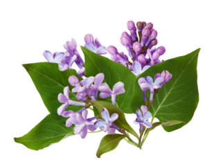 lilac flowers with green leaves isolated on transparent background.
