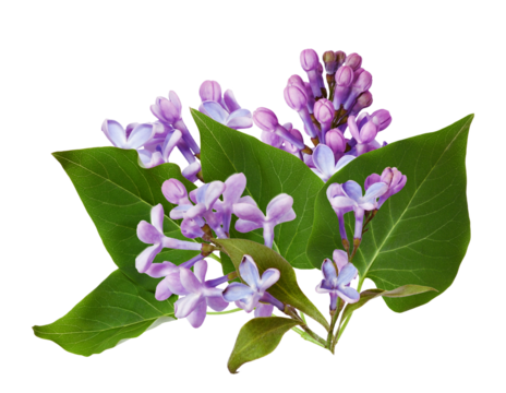 lilac flowers with green leaves isolated on transparent background.