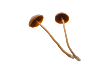 two mushrooms are shown on a white background