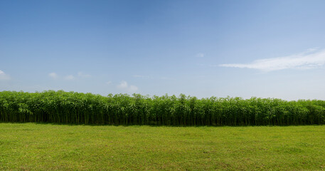 A peaceful landscape with grassy fields lined with dense jute trees under the open sky.