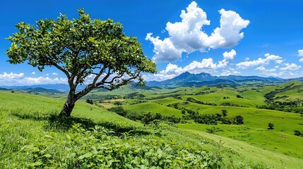 Fototapeta premium Solitary Tree on Green Hillside Under Blue Sky with Distant Mountains