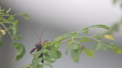 A brown stink bug perched on a tree branch