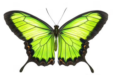 Vibrant green butterfly with black markings and intricate wing patterns isolated on transparent background