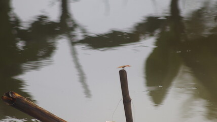 View of the surface of a small river with a brown dragonfly perched on a bamboo pole.