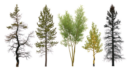 Diverse tree varieties collection featuring conifers, broadleaf, and bare trees on transparent background