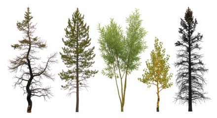 Diverse tree varieties collection featuring conifers, broadleaf, and bare trees on transparent background