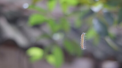 Fototapeta premium A light brown caterpillar with hairs on its body hangs from a tree by its thread.