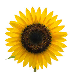 Fototapeta premium Bright yellow sunflower head with dark center isolated on transparent background