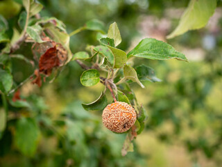 Rotten apple on tree branch with mold and curled, damaged leaves. Visible signs of fruit disease and decay in a natural garden environment.