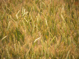 Close-up of ripening wheat ears in a golden field during summer. Detailed view of cereal crop ready for harvest.