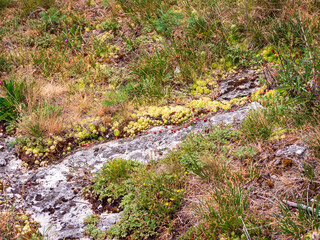Group of stone roses (Sempervivum) growing on rocky ground in Slovakia. Succulent plants spread naturally among grass and dry vegetation.