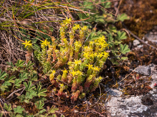 Yellow stonecrop (Sedum acre) blooming in dry rocky soil in Slovakia. Succulent plant with...