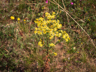 Common ragwort (Jacobaea vulgaris) blooming in dry grassland in Slovakia. Yellow wildflower with many small daisy-like flowers in natural summer meadow.